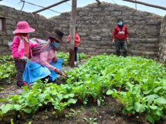 Midis: productores quechua hablantes elaboran fertilizante orgánico a base de estiércol de vacuno, leche y alfalfa en Tambo de Huancavelica