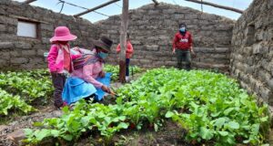 Midis: productores quechua hablantes elaboran fertilizante orgánico a base de estiércol de vacuno, leche y alfalfa en Tambo de Huancavelica