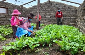 Midis: productores quechua hablantes elaboran fertilizante orgánico a base de estiércol de vacuno, leche y alfalfa en Tambo de Huancavelica