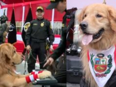 Policía Canina en el Desfile Militar 2025: perritos fueron la atracción al tocar piano, manejan scooter y más destrezas