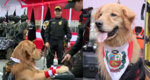 Policía Canina en el Desfile Militar 2025: perritos fueron la atracción al tocar piano, manejan scooter y más destrezas