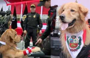 Policía Canina en el Desfile Militar 2025: perritos fueron la atracción al tocar piano, manejan scooter y más destrezas