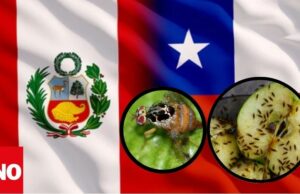 Chile acusa a Perú de infectar sus cultivos con mosca de la fruta