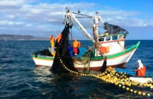 PRODUCE: PBI pesquero creció 34.8 % en julio de 2025 por la mayor captura de anchoveta