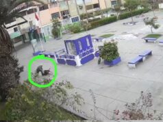 Ministerio Público liberó a anciano que mató a a un perro en La Victoria (VIDEO)