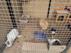 LA VICTORIA: GATITOS Y PERRITOS ESPERAN POR FAMILIAS RESPONSABLES PARA LLENARLOS DE AMOR