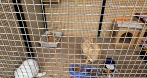 LA VICTORIA: GATITOS Y PERRITOS ESPERAN POR FAMILIAS RESPONSABLES PARA LLENARLOS DE AMOR