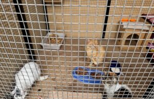 LA VICTORIA: GATITOS Y PERRITOS ESPERAN POR FAMILIAS RESPONSABLES PARA LLENARLOS DE AMOR