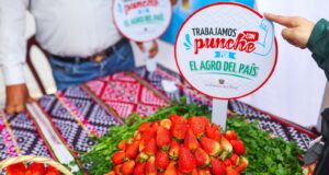 Perú acuerda exportar fresa a Brasil, con más de 211 millones de consumidores