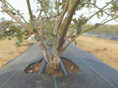 Perú consolida su liderazgo como principal exportador global de arándanos.