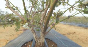 Perú consolida su liderazgo como principal exportador global de arándanos.