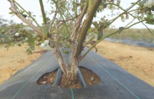 Perú consolida su liderazgo como principal exportador global de arándanos.