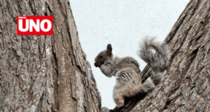 San Isidro impone multa de 535 soles por alimentar ardillas en parques