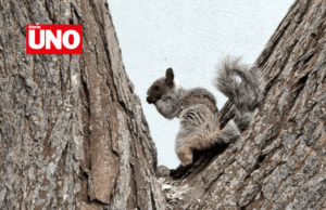 San Isidro impone multa de 535 soles por alimentar ardillas en parques