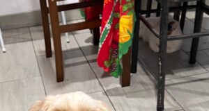 Día Mundial del Perro Adoptado: Gran campaña de adopción y concientización de bienestar animal en feria Huellitas de Primavera