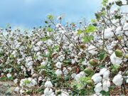 Algodoneros de Piura denuncian abandono y pérdidas millonarias