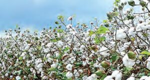 Algodoneros de Piura denuncian abandono y pérdidas millonarias