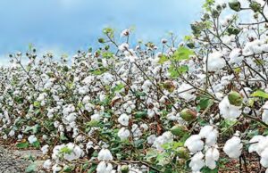 Algodoneros de Piura denuncian abandono y pérdidas millonarias