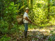 MADRE DE DIOS: RESTAURAN MÁS 700 MIL HECTÁREASDE BOSQUE PARA CONSERVAR LA BIODIVERSIDAD