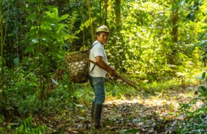 MADRE DE DIOS: RESTAURAN MÁS 700 MIL HECTÁREASDE BOSQUE PARA CONSERVAR LA BIODIVERSIDAD