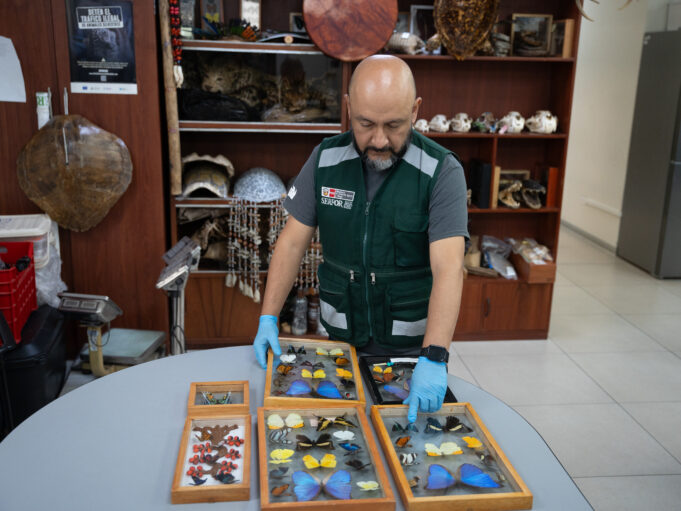 MIDAGRI refuerza control y recupera cerca de mil ejemplares de fauna silvestre en Lima en los últimos meses