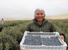 MIDAGRI sigue generando oportunidades comerciales con 25 nuevos accesos para productos agropecuarios peruanos