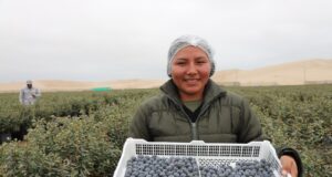 MIDAGRI sigue generando oportunidades comerciales con 25 nuevos accesos para productos agropecuarios peruanos