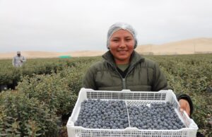 MIDAGRI sigue generando oportunidades comerciales con 25 nuevos accesos para productos agropecuarios peruanos