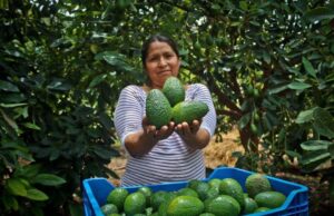 MIDAGRI fortalece las cadenas productivas para mejorar la alimentación de miles de familias peruanas