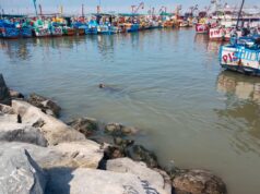 SERFOR brinda recomendaciones a pescadores y a la ciudadanía para mitigar conflictos con lobos marinos