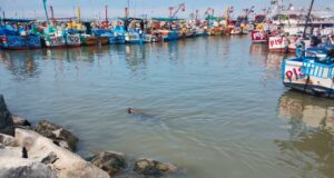 SERFOR brinda recomendaciones a pescadores y a la ciudadanía para mitigar conflictos con lobos marinos