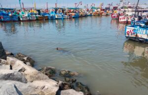 SERFOR brinda recomendaciones a pescadores y a la ciudadanía para mitigar conflictos con lobos marinos