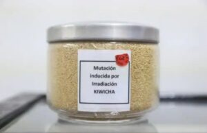 Irradiación de alimentos garantiza alimentos seguros y de calidad, destaca el IPEN