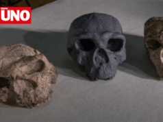 Cráneo de un millón de años en China desafía teorías sobre el origen humano