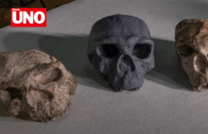 Cráneo de un millón de años en China desafía teorías sobre el origen humano