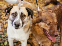 ¡Tu mascota podría estar infestada pese a no tener síntomas!: mitos comunes que debes conocer