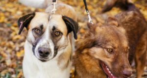 ¡Tu mascota podría estar infestada pese a no tener síntomas!: mitos comunes que debes conocer