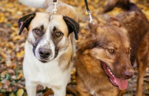 ¡Tu mascota podría estar infestada pese a no tener síntomas!: mitos comunes que debes conocer