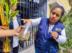 El ABC del dengue para frenar al Aedes aegypti