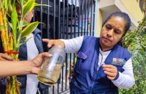 El ABC del dengue para frenar al Aedes aegypti