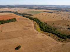 Cada minuto desaparecen el equivalente aseis canchas de fútbol de bosque amazónico