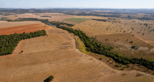 Cada minuto desaparecen el equivalente aseis canchas de fútbol de bosque amazónico