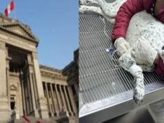 Corte Suprema confirma fallo que prohíbe la eutanasia de animales sin diagnóstico previo