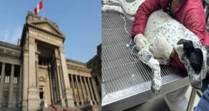 Corte Suprema confirma fallo que prohíbe la eutanasia de animales sin diagnóstico previo