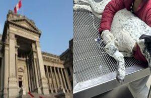 Corte Suprema confirma fallo que prohíbe la eutanasia de animales sin diagnóstico previo