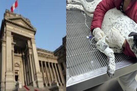 Corte Suprema confirma fallo que prohíbe la eutanasia de animales sin diagnóstico previo