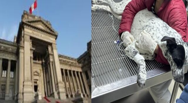 Corte Suprema confirma fallo que prohíbe la eutanasia de animales sin diagnóstico previo