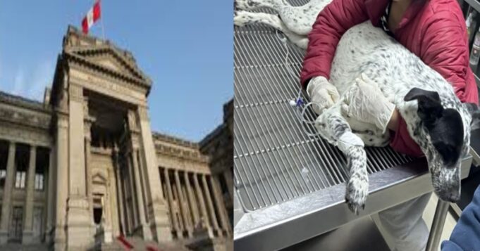 Corte Suprema confirma fallo que prohíbe la eutanasia de animales sin diagnóstico previo