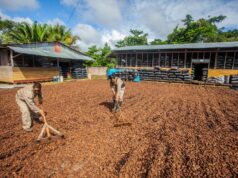 MIDAGRI: Perú logra su primer envío de castaña a China