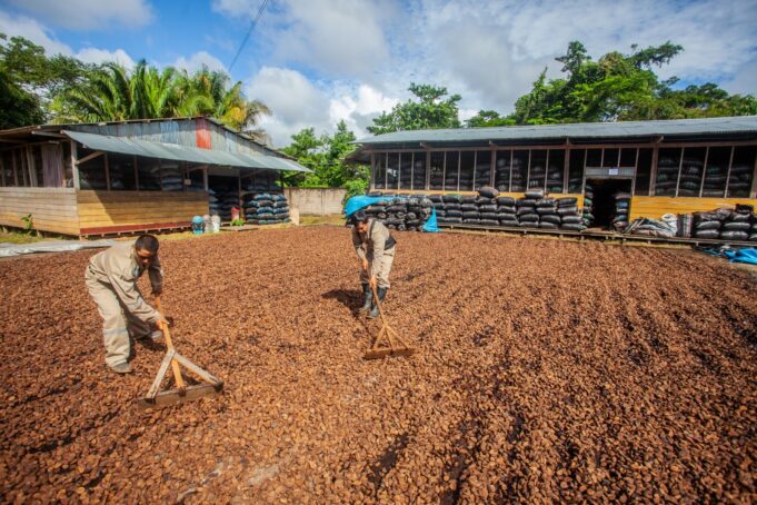 MIDAGRI: Perú logra su primer envío de castaña a China
